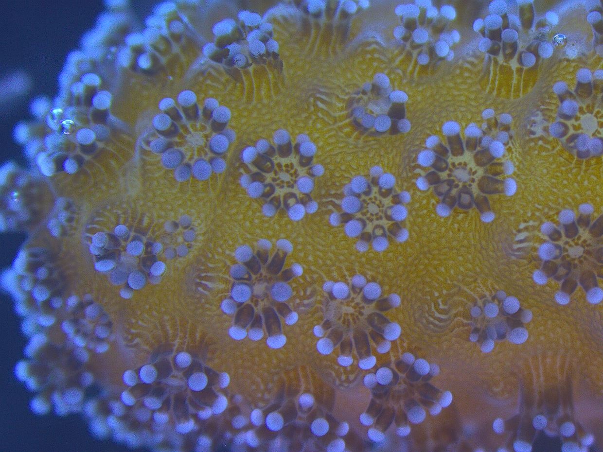 Biology of Corals