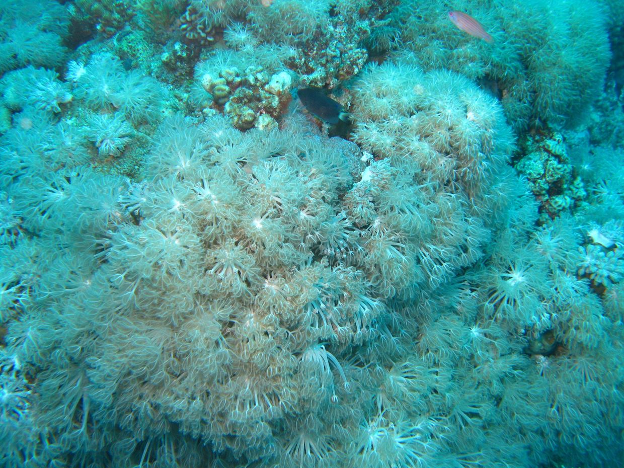 Biology and Systematics of Marine Invertebrates
