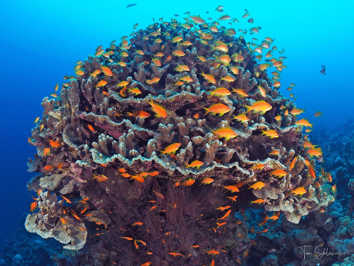 Species Diversity in Coral Reefs